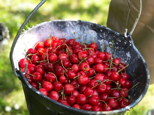 A metal bucket filled with fresh red cherries sitting on green grass.